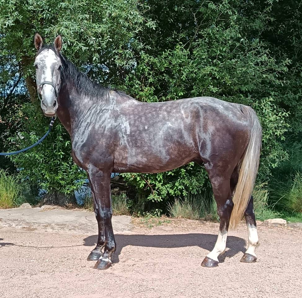 Gelding Selle Fran&ccedil;ais For sale 2021 Grey