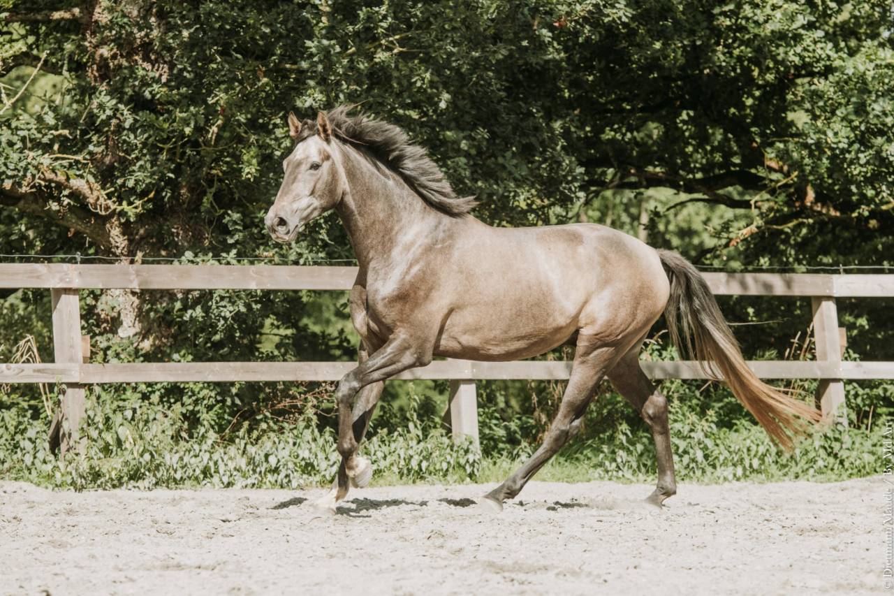 Gelding KWPN Dutch Warmblood For sale 2022 Grey