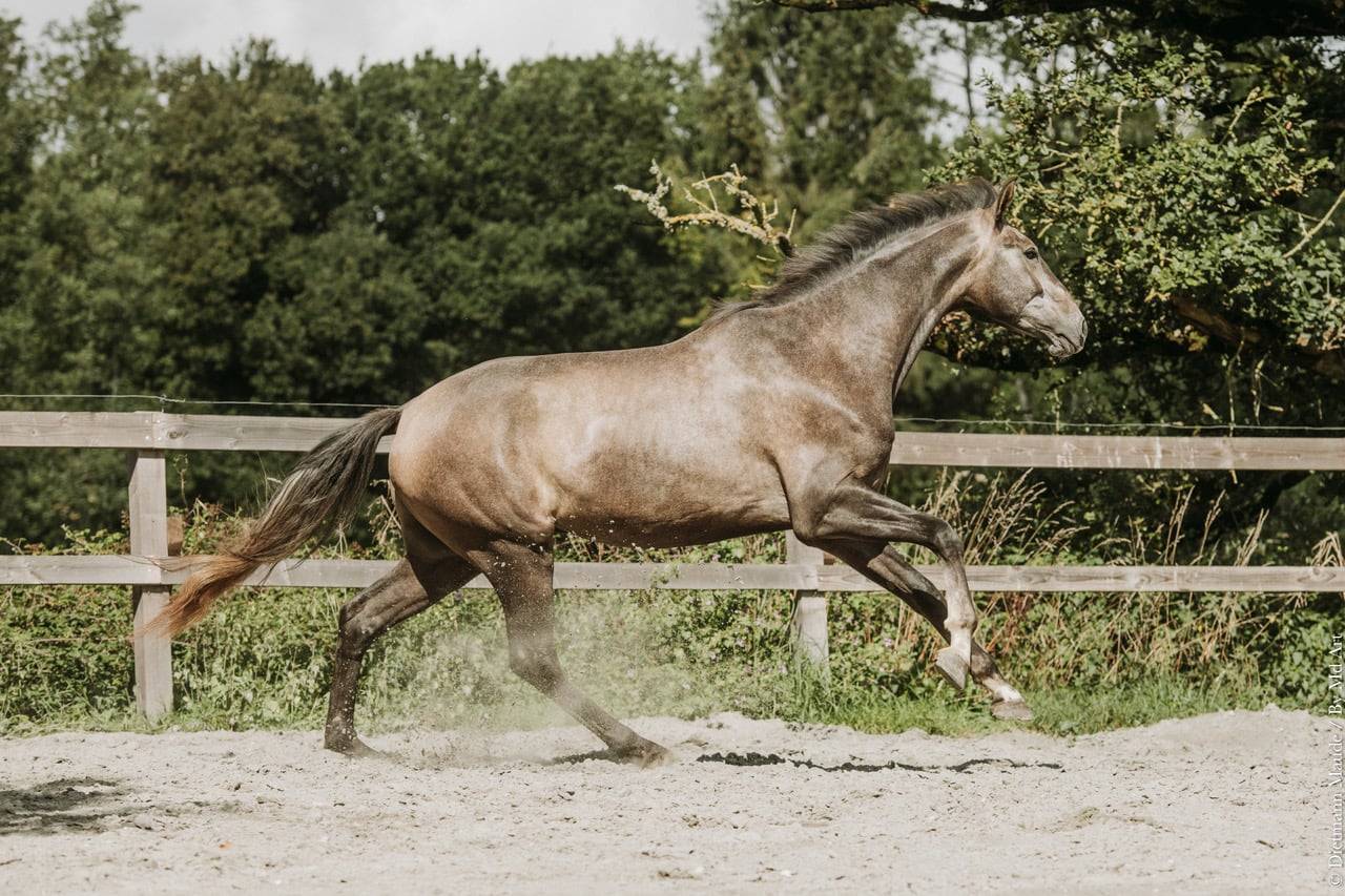 Gelding KWPN Dutch Warmblood For sale 2022 Grey