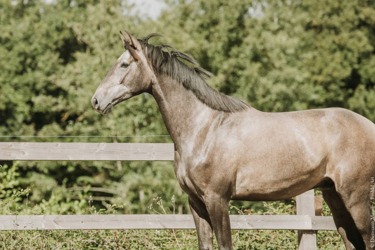 Gelding KWPN Dutch Warmblood For sale 2022 Grey