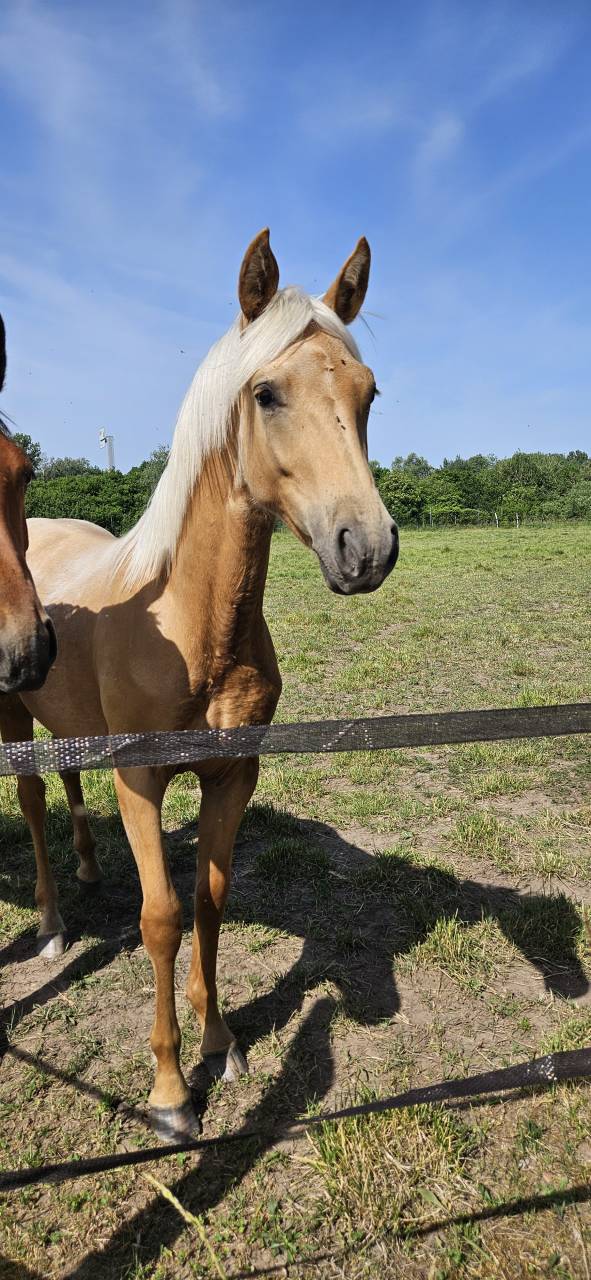 Filly Selle Fran&ccedil;ais For sale 2025 Palomino