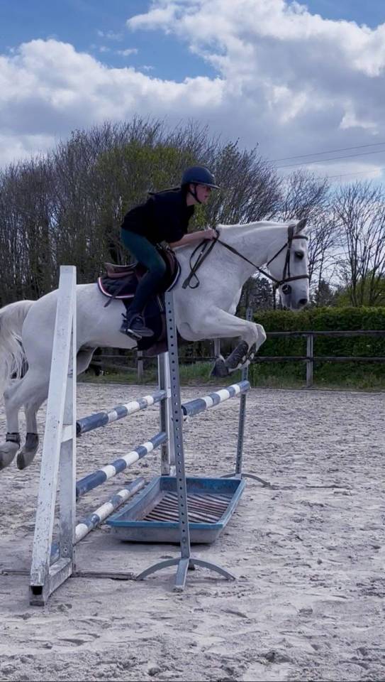 Gelding Connemara For sale 2010 Grey
