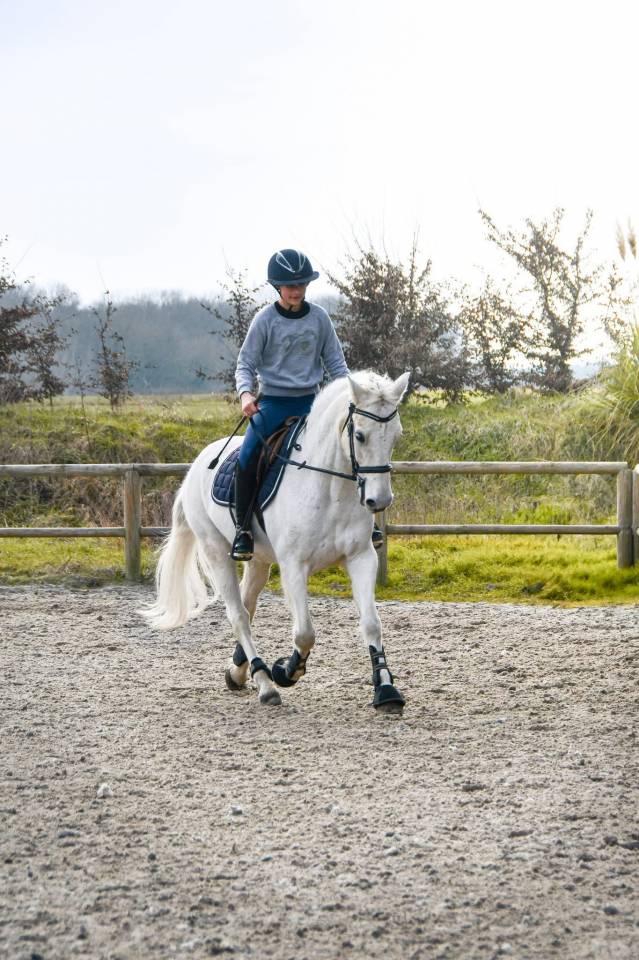 Gelding Connemara For sale 2010 Grey