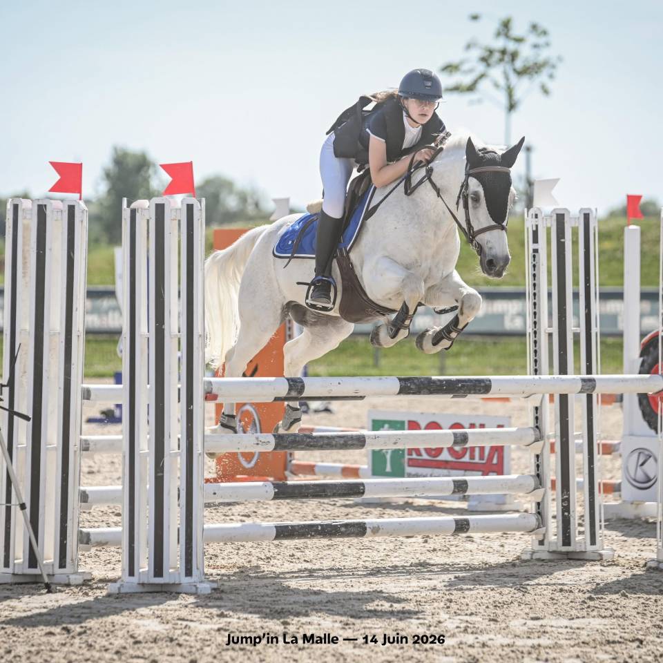 Gelding Connemara For sale 2010 Grey