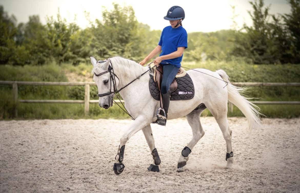 Gelding Connemara For sale 2010 Grey