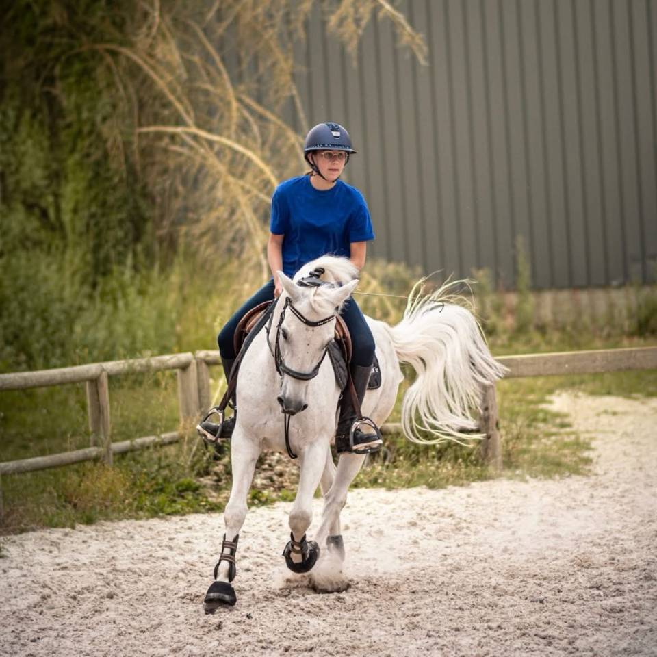 Gelding Connemara For sale 2010 Grey