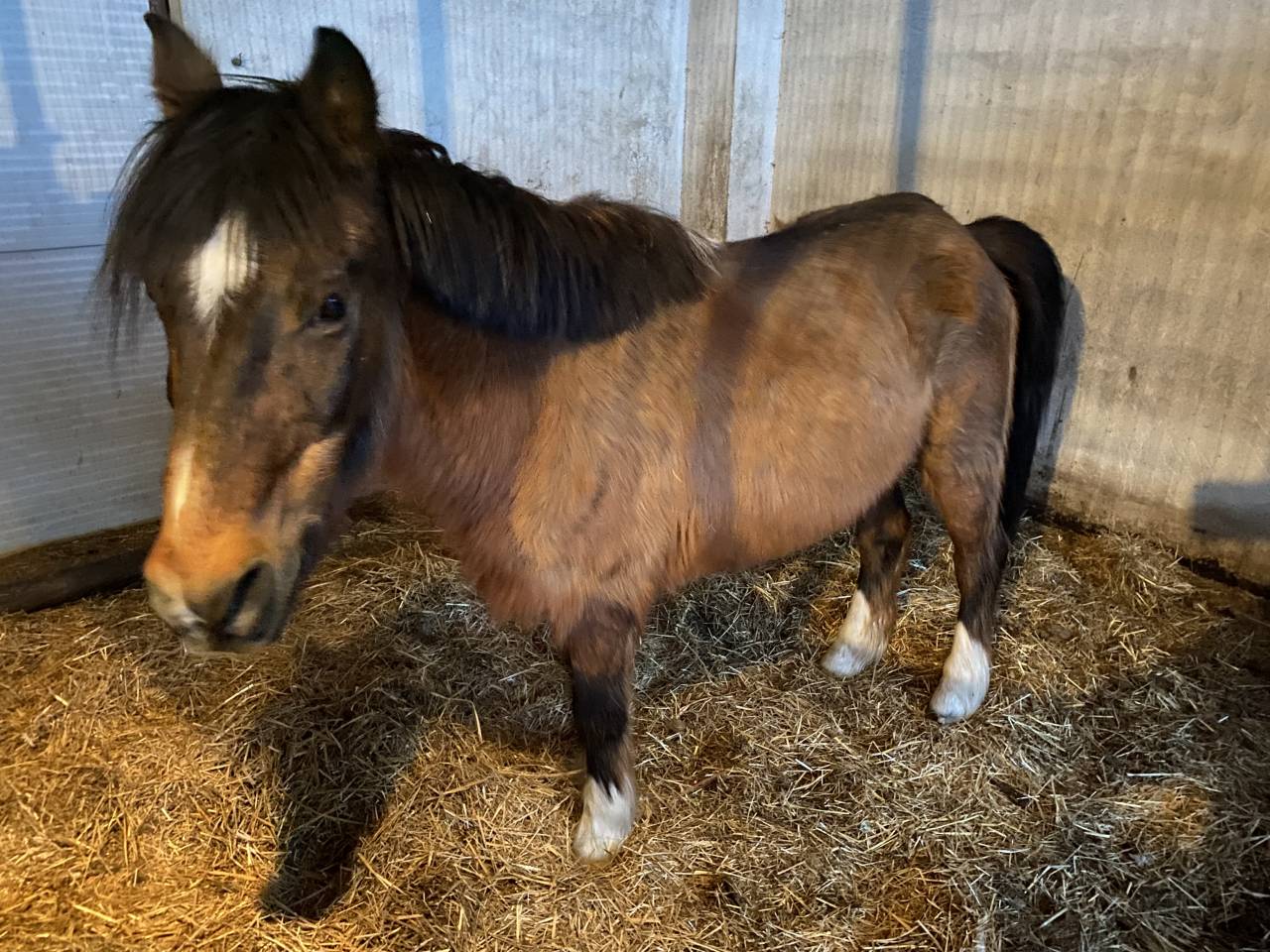 Gelding Other Pony Breed Free 2001 Bay