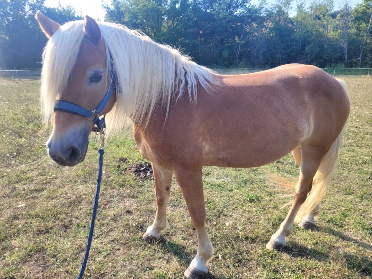 Mare Haflinger Part-Livery 2011 Silver dapple