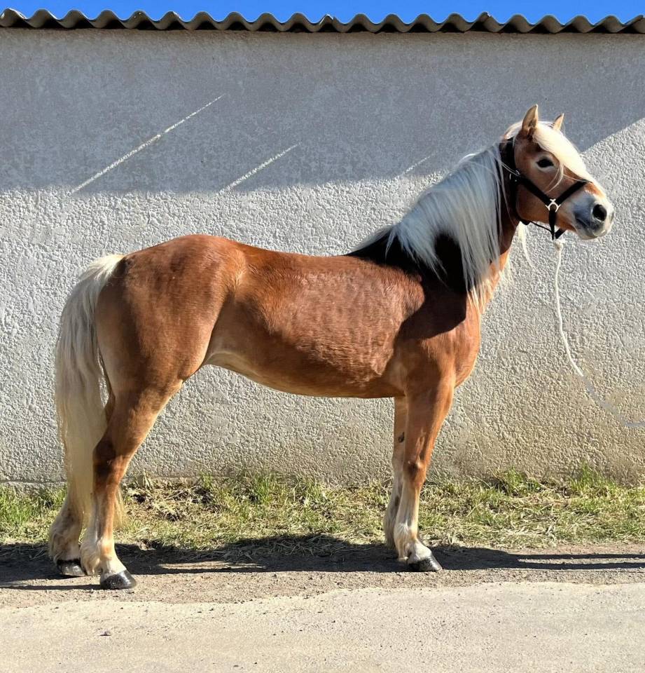 Mare Haflinger Part-Livery 2011 Silver dapple