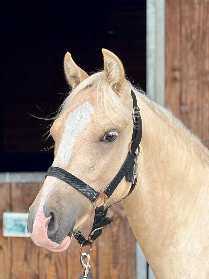 Entire Welsh Part Bred For sale 2025 Palomino
