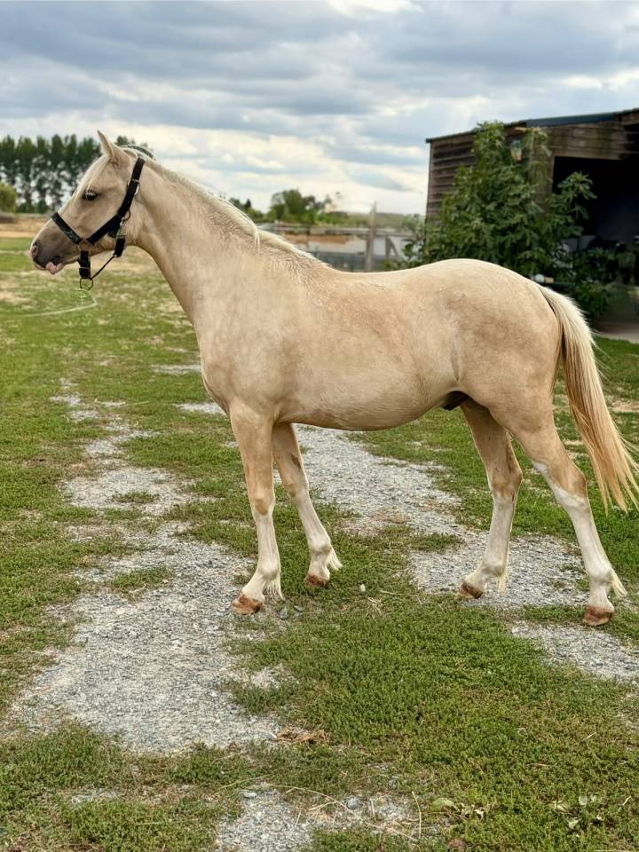 Entire Welsh Part Bred For sale 2025 Palomino