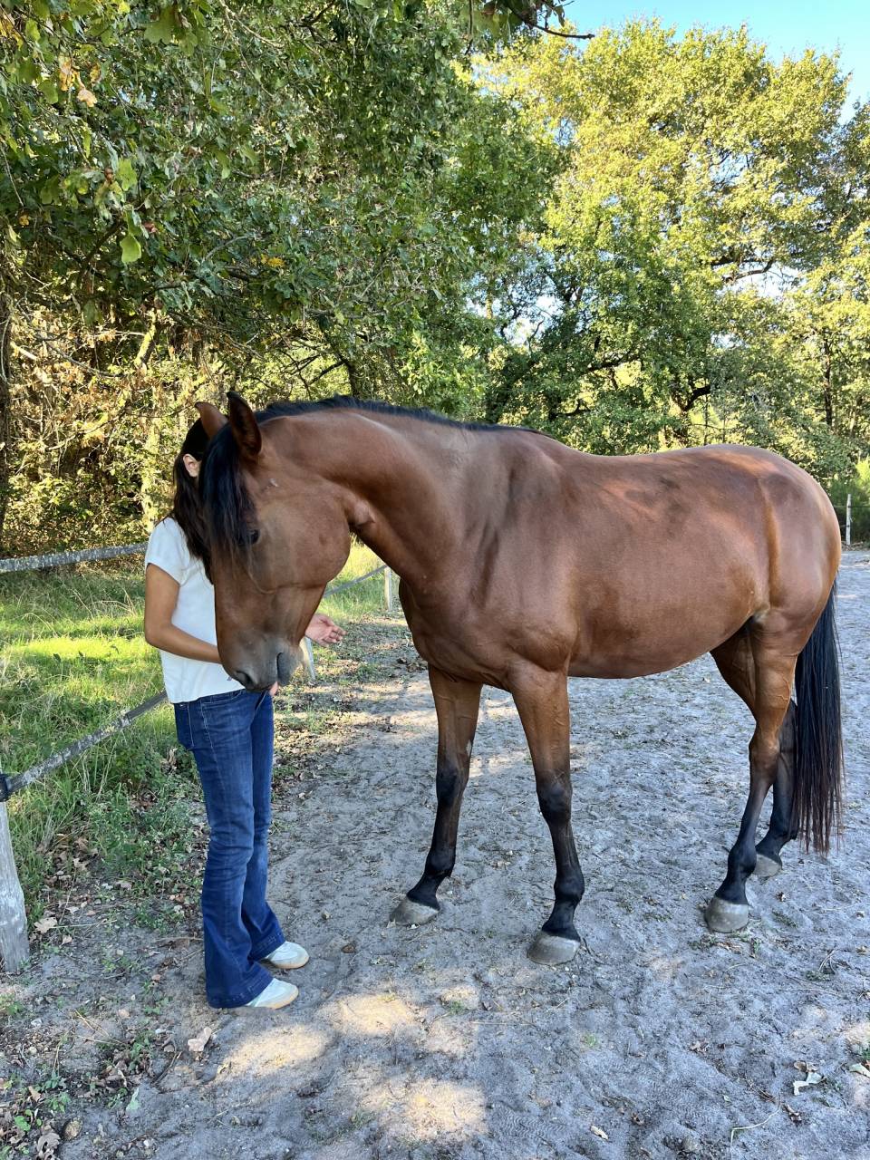 Mare French Trotter For sale 2021 Bay