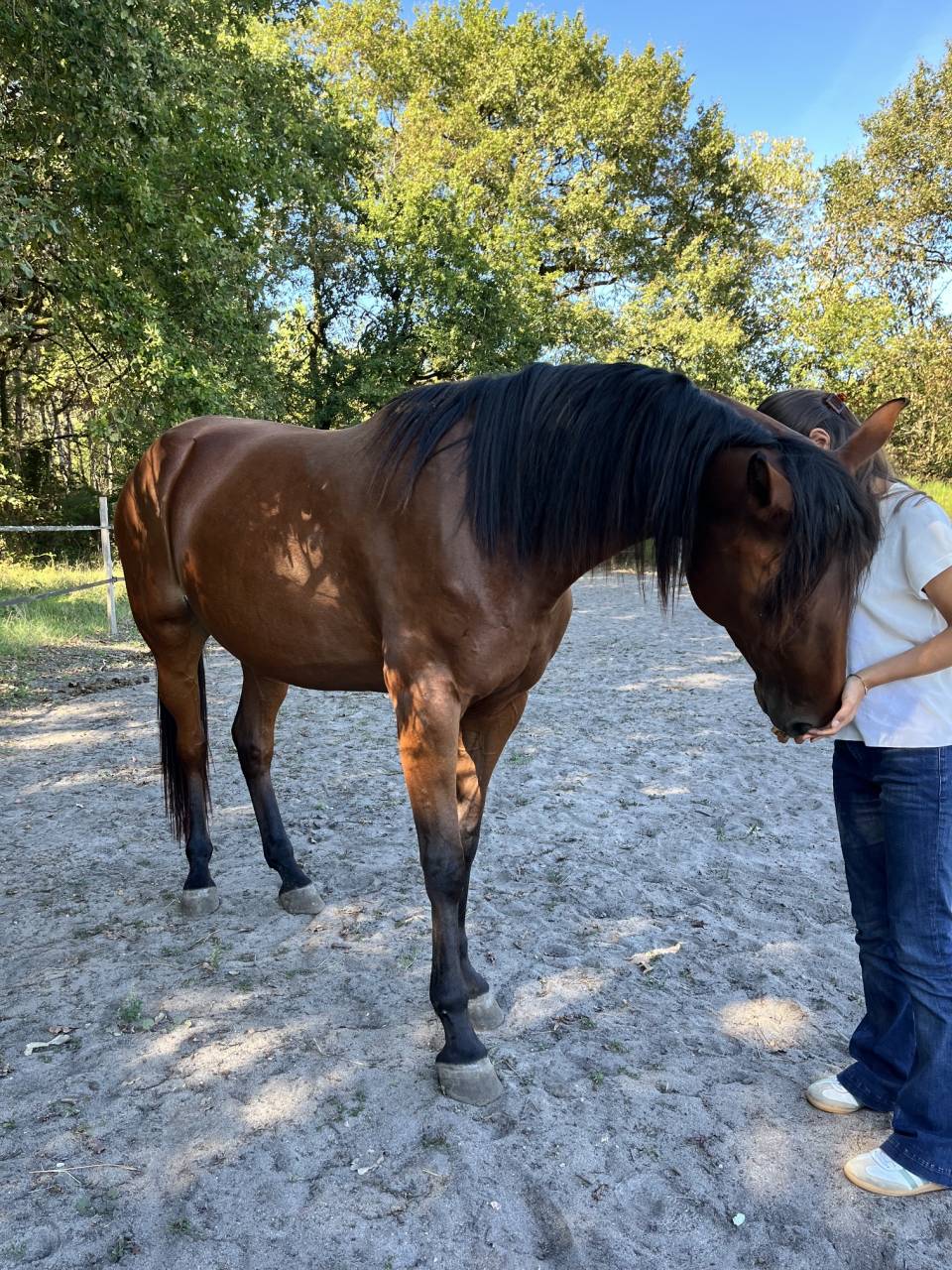 Mare French Trotter For sale 2021 Bay