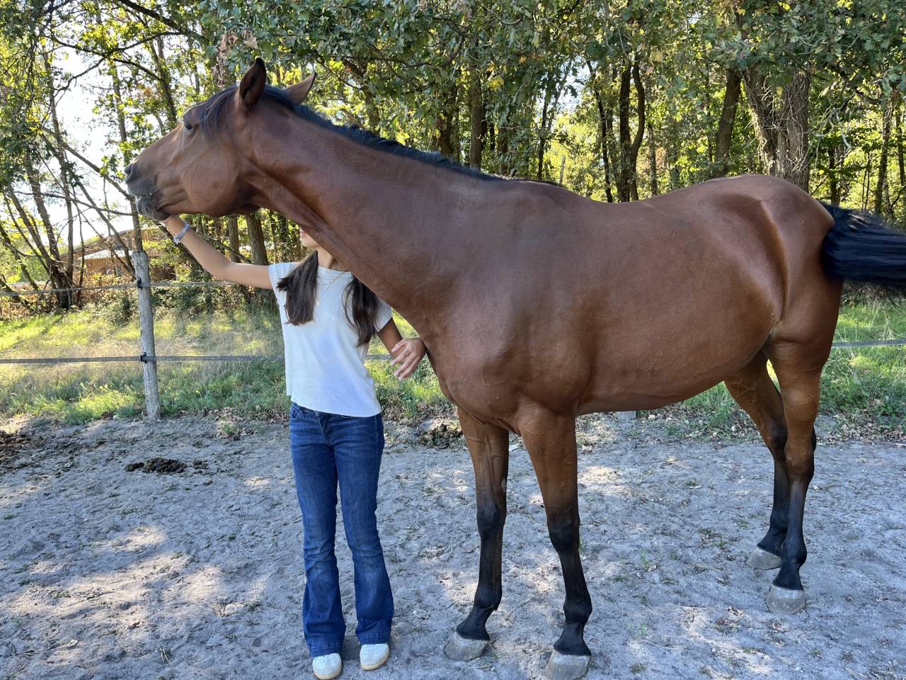 Mare French Trotter For sale 2021 Bay