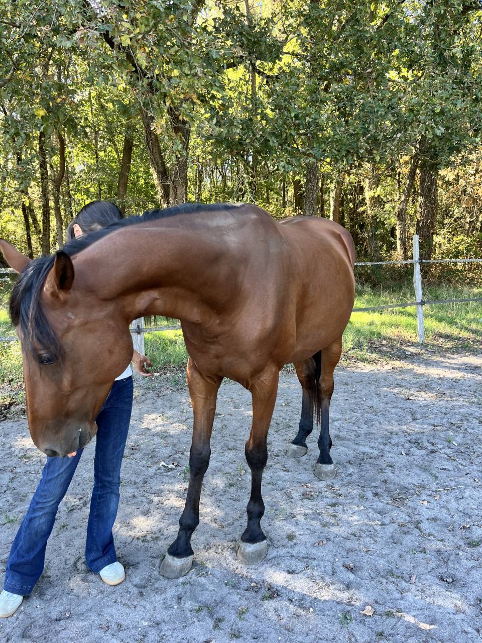 Mare French Trotter For sale 2021 Bay