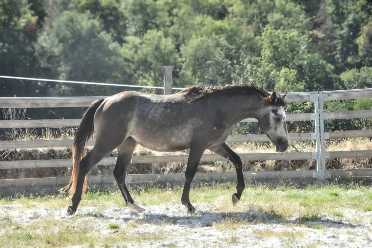 Entire Connemara For sale 2023 Grey