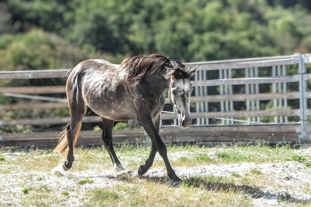 Entire Connemara For sale 2023 Grey