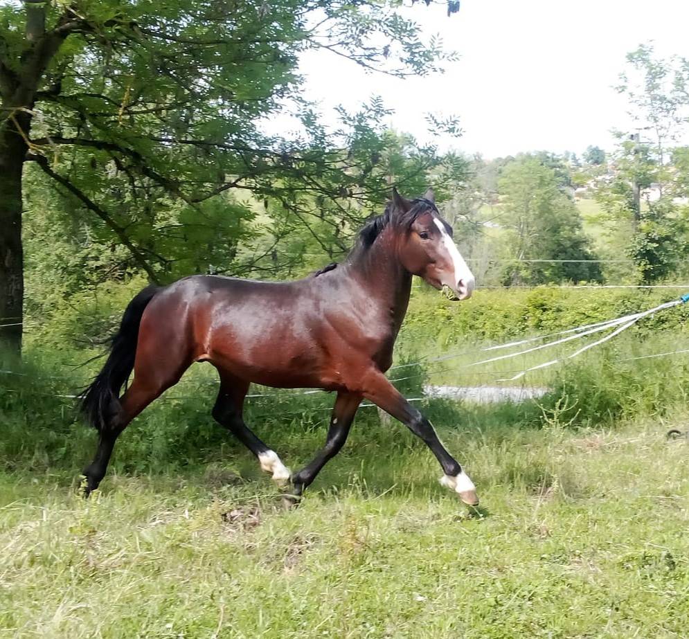 Entire French Saddle Pony For sale 2023 Dark Bay