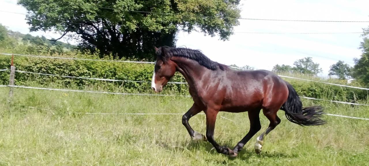 Entire French Saddle Pony For sale 2023 Dark Bay