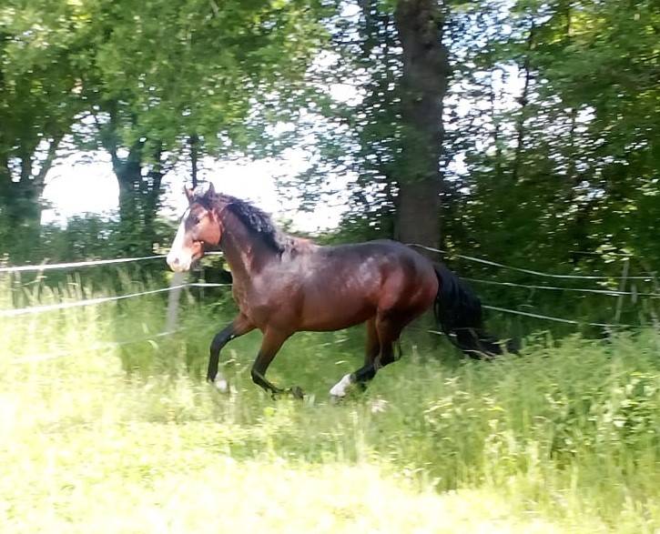Entire French Saddle Pony For sale 2023 Dark Bay