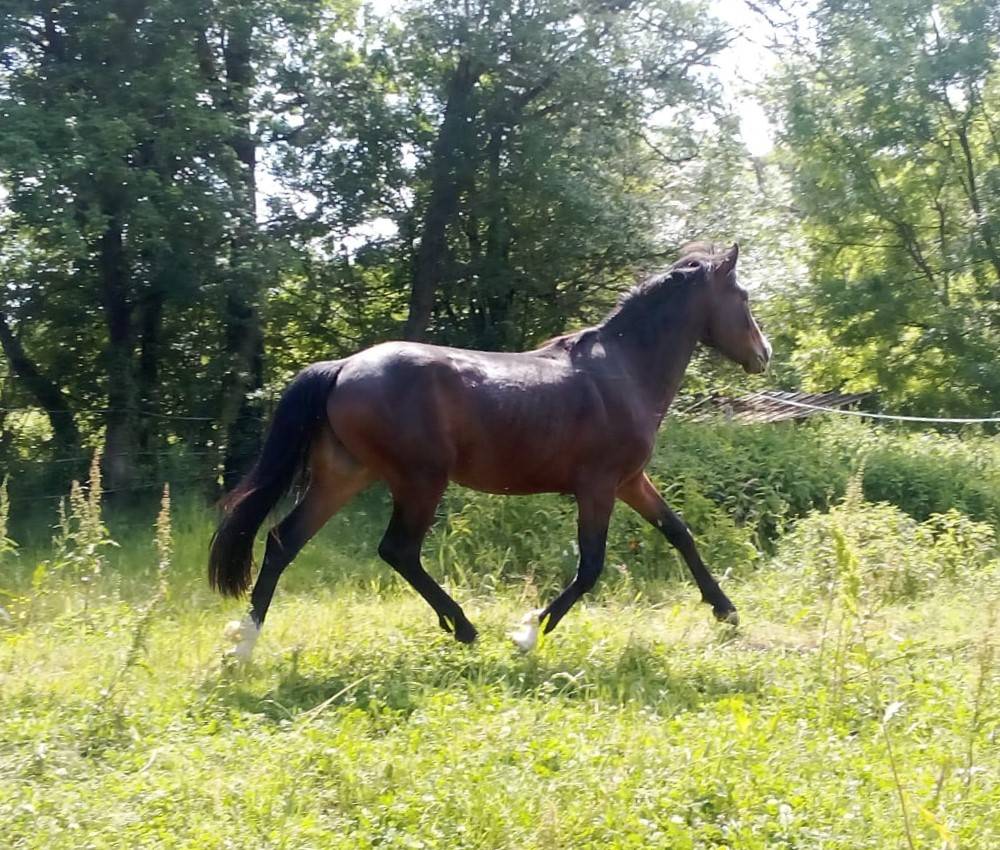 Entire French Saddle Pony For sale 2023 Dark Bay