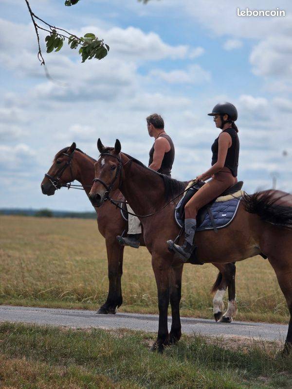 Gelding French Trotter For sale 2021 Bay