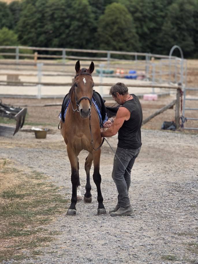 Gelding French Trotter For sale 2021 Bay