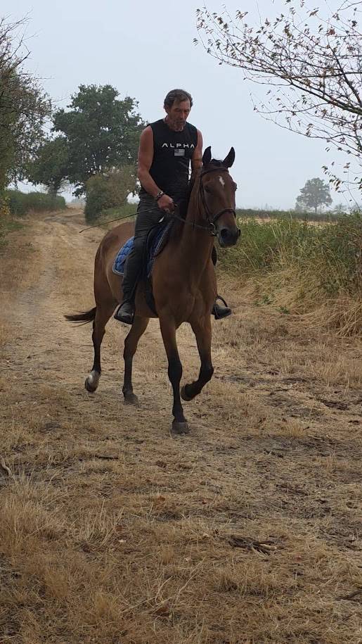 Gelding French Trotter For sale 2021 Bay