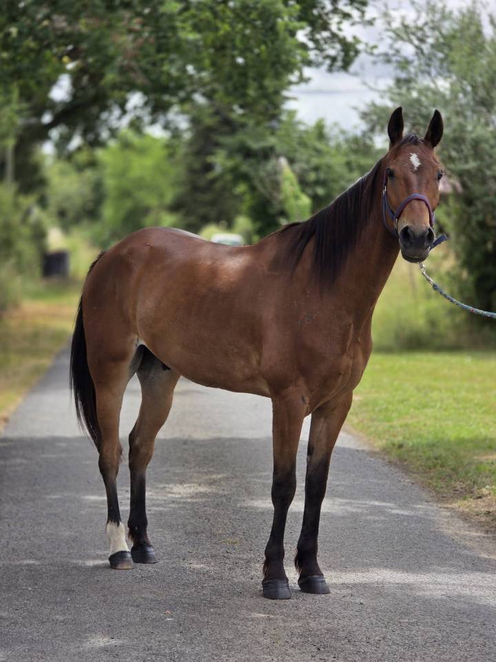 Gelding French Trotter For sale 2021 Bay