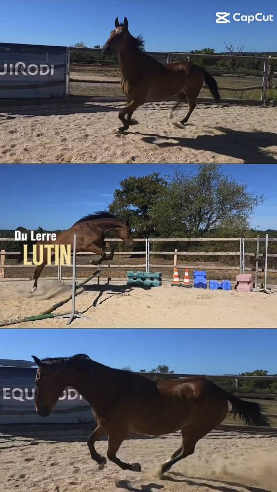 Gelding French Trotter For sale 2021 Bay