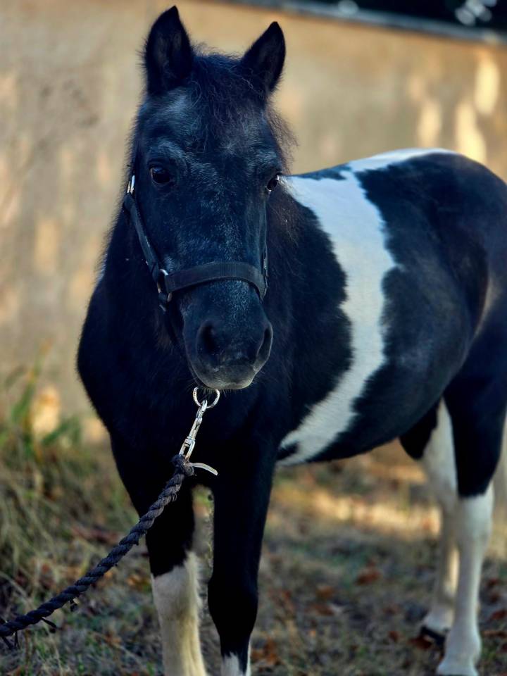 Mare No Origin Recorded For sale 2006 Coloured