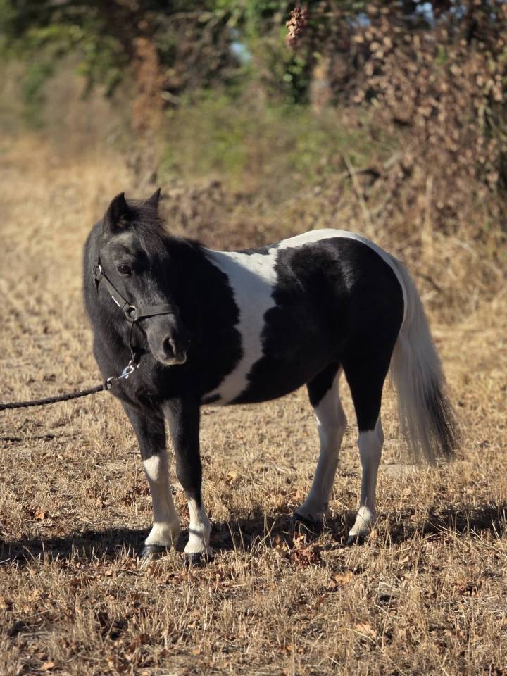 Mare No Origin Recorded For sale 2006 Coloured