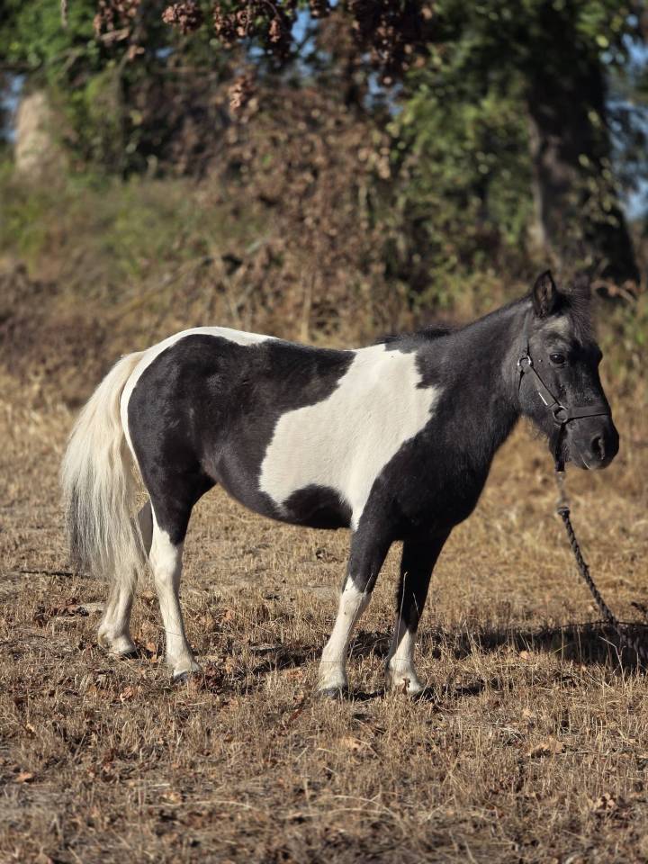 Mare No Origin Recorded For sale 2006 Coloured