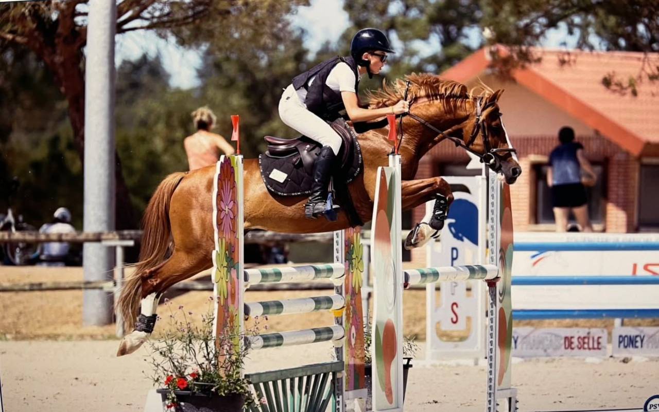 Gelding French Saddle Pony For sale 2015 Chesnut