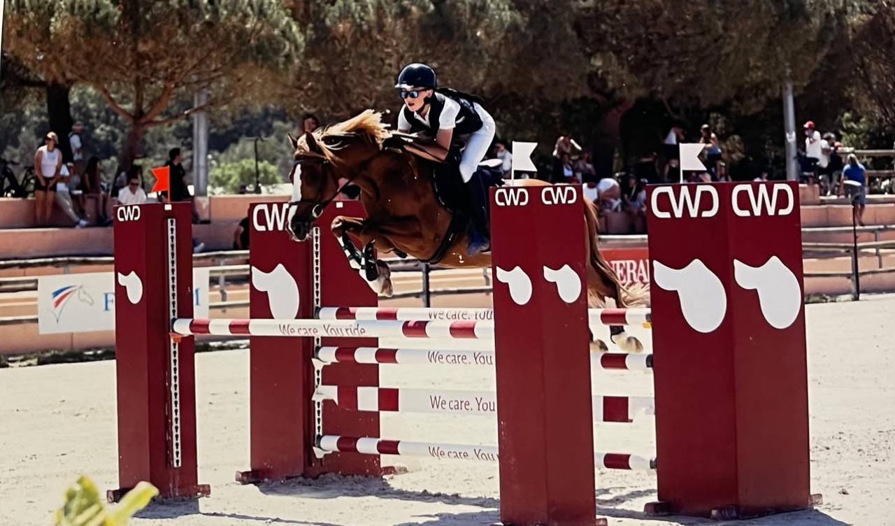 Gelding French Saddle Pony For sale 2015 Chesnut