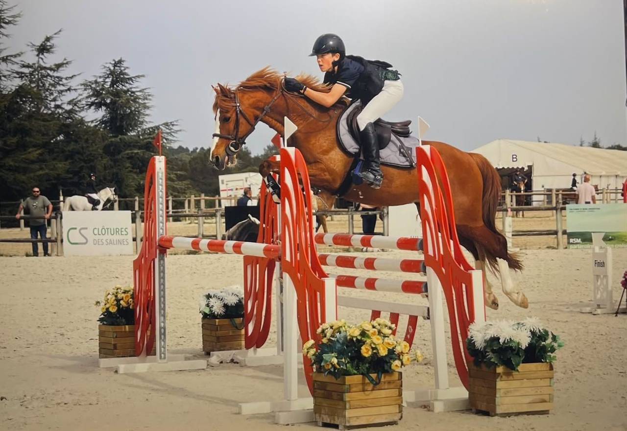 Gelding French Saddle Pony For sale 2015 Chesnut