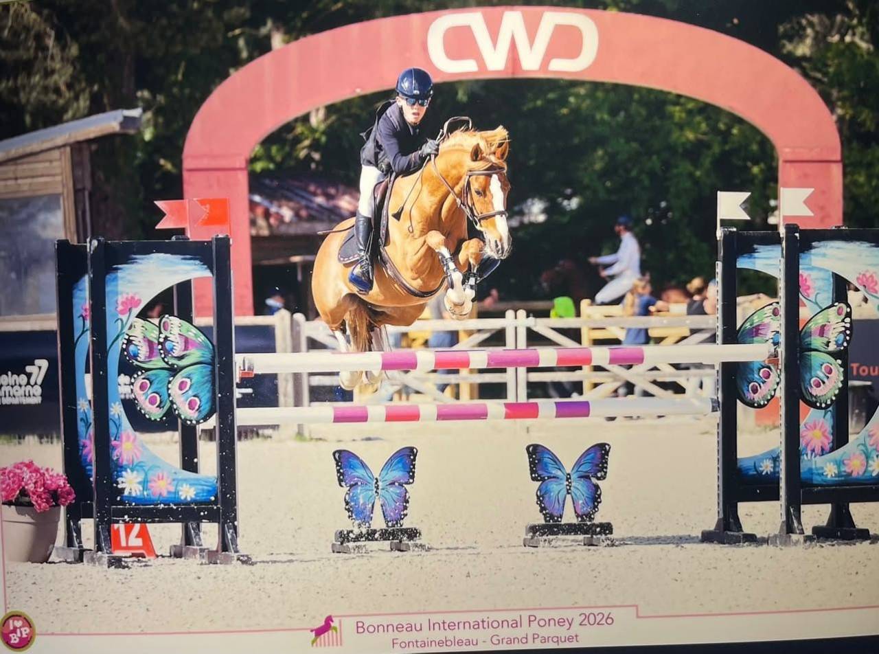 Gelding French Saddle Pony For sale 2015 Chesnut