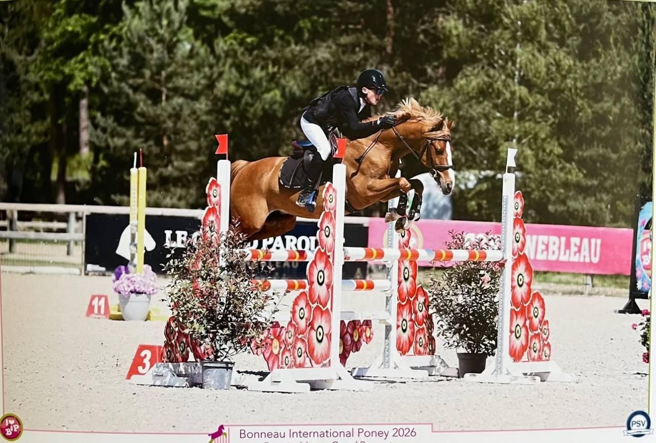 Gelding French Saddle Pony For sale 2015 Chesnut