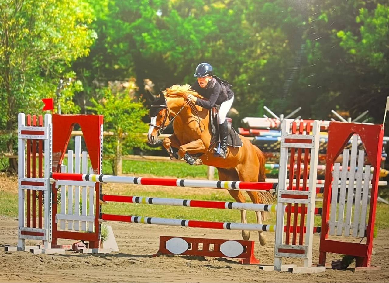 Gelding French Saddle Pony For sale 2015 Chesnut
