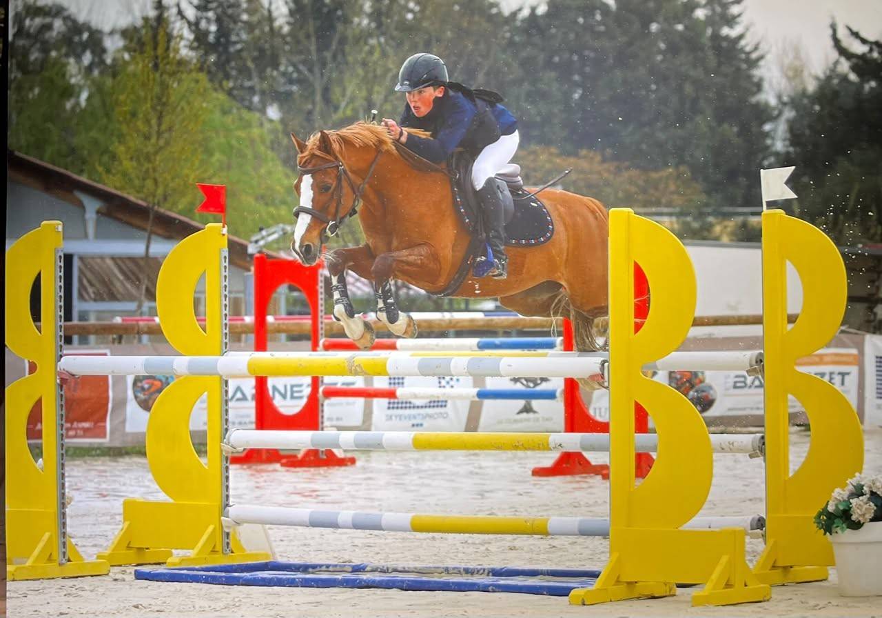 Gelding French Saddle Pony For sale 2015 Chesnut