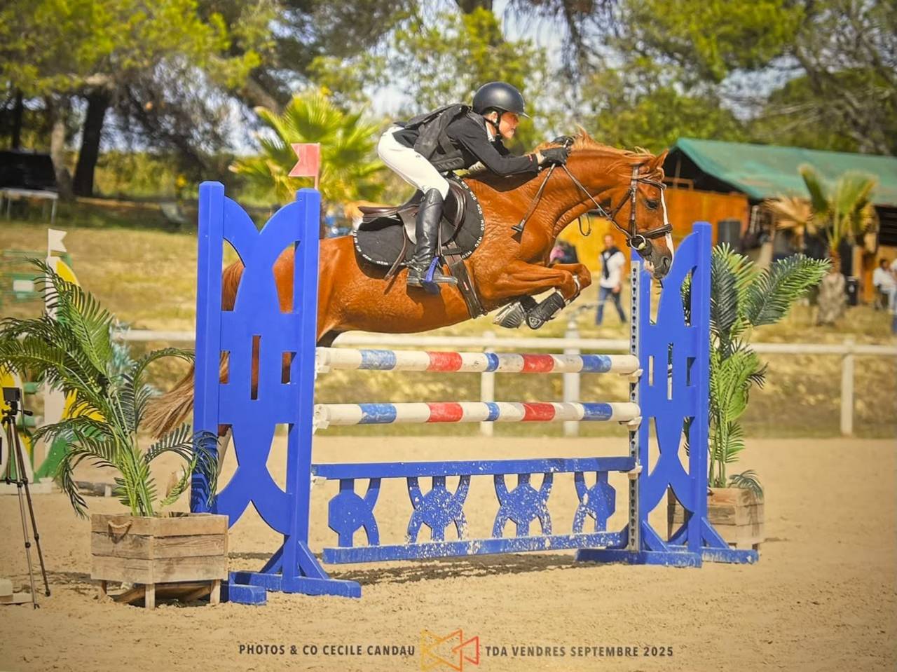 Gelding French Saddle Pony For sale 2015 Chesnut