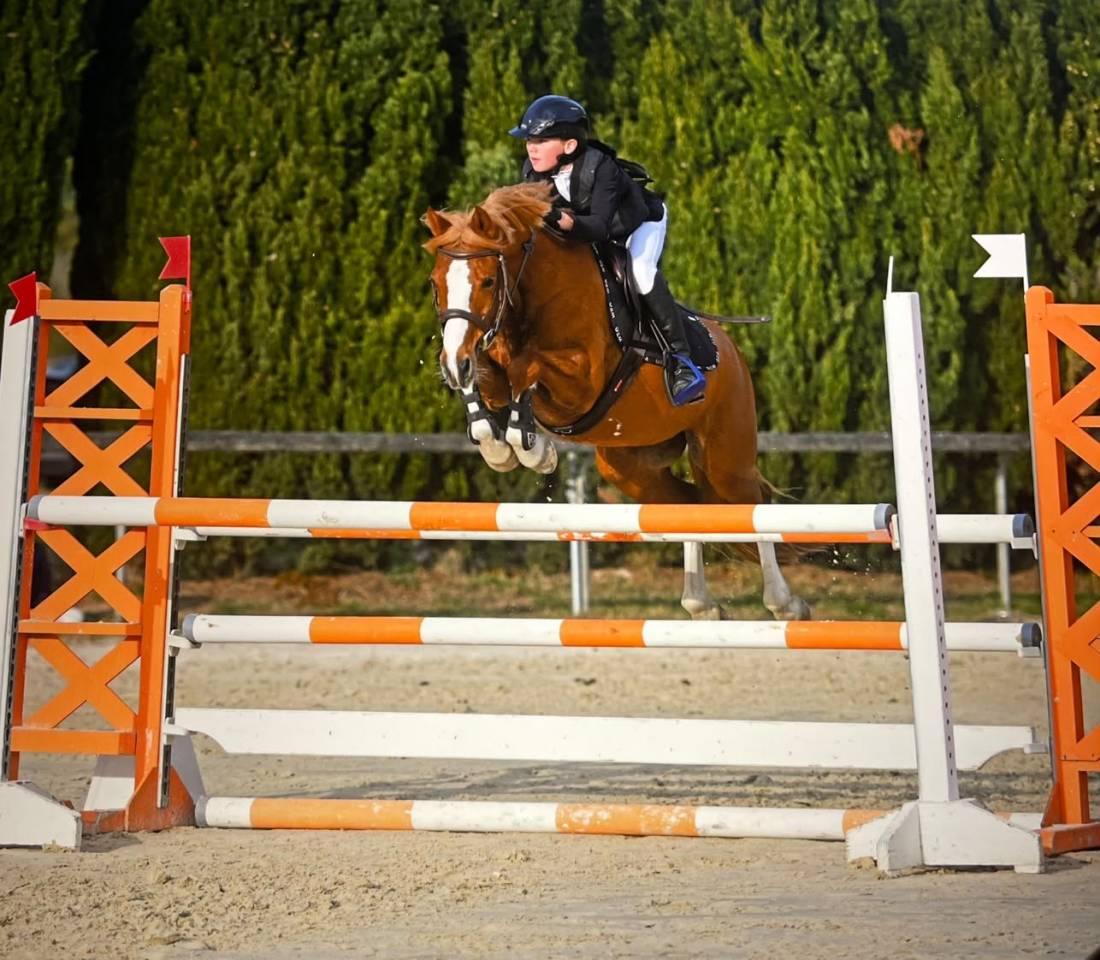 Gelding French Saddle Pony For sale 2015 Chesnut