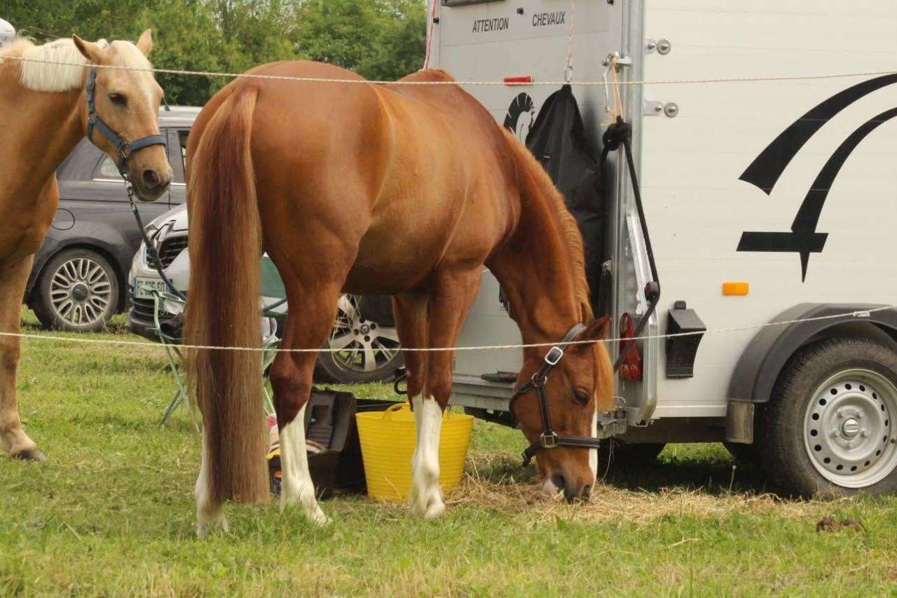 Gelding French Saddle Pony For sale 2015 Chesnut