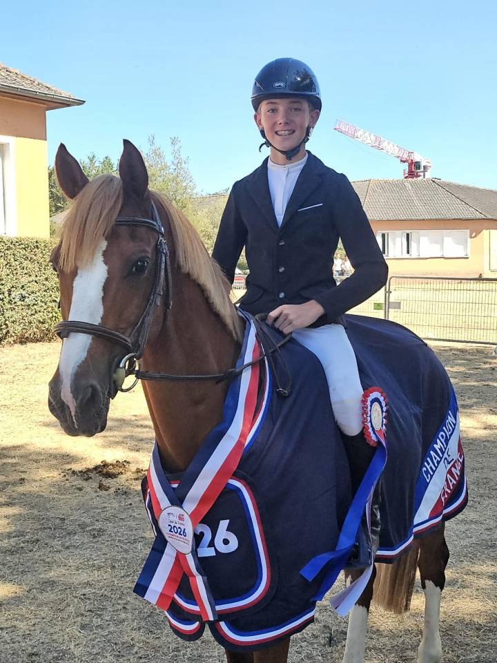 Gelding French Saddle Pony For sale 2015 Chesnut