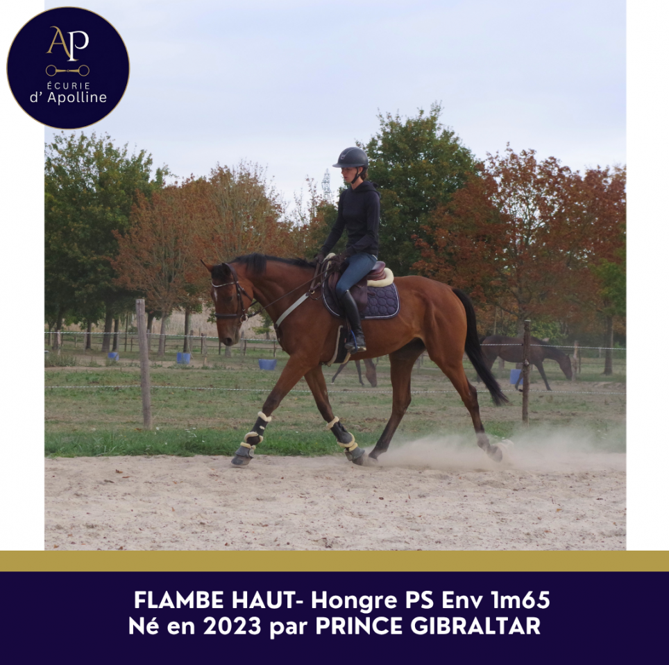 Gelding Thoroughbred For sale 2023 Bay