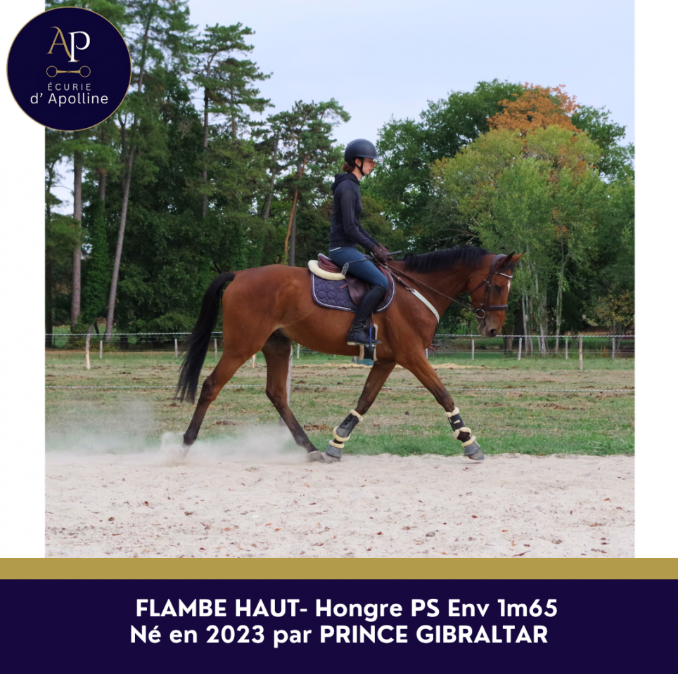 Gelding Thoroughbred For sale 2023 Bay