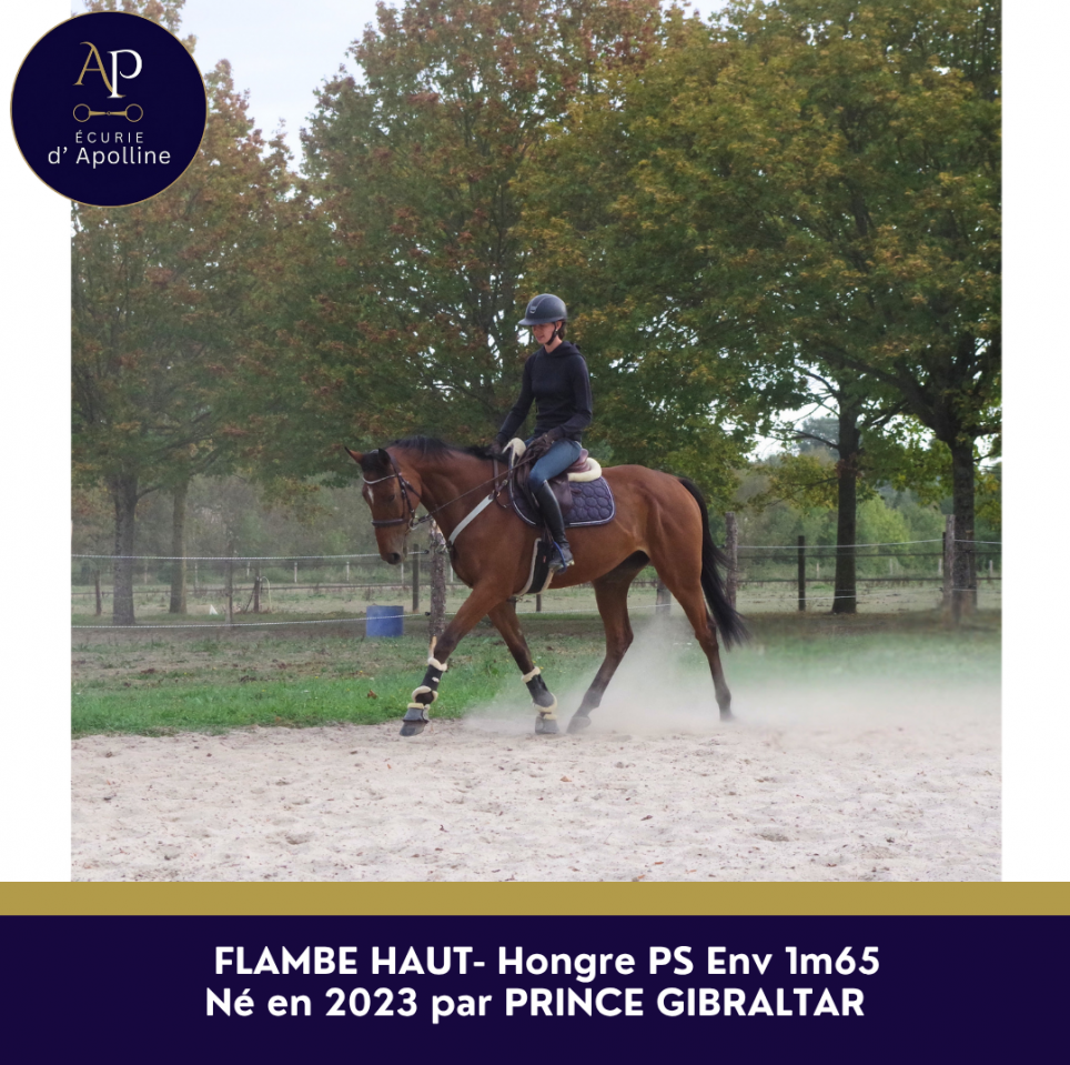 Gelding Thoroughbred For sale 2023 Bay