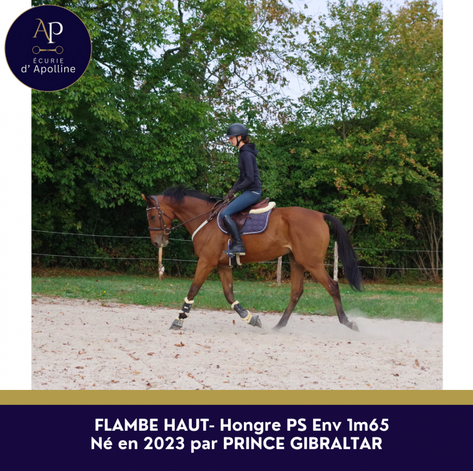 Gelding Thoroughbred For sale 2023 Bay