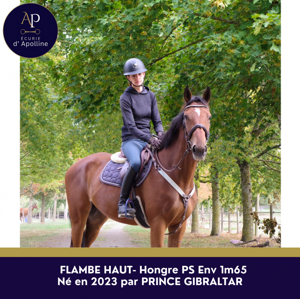 Gelding Thoroughbred For sale 2023 Bay