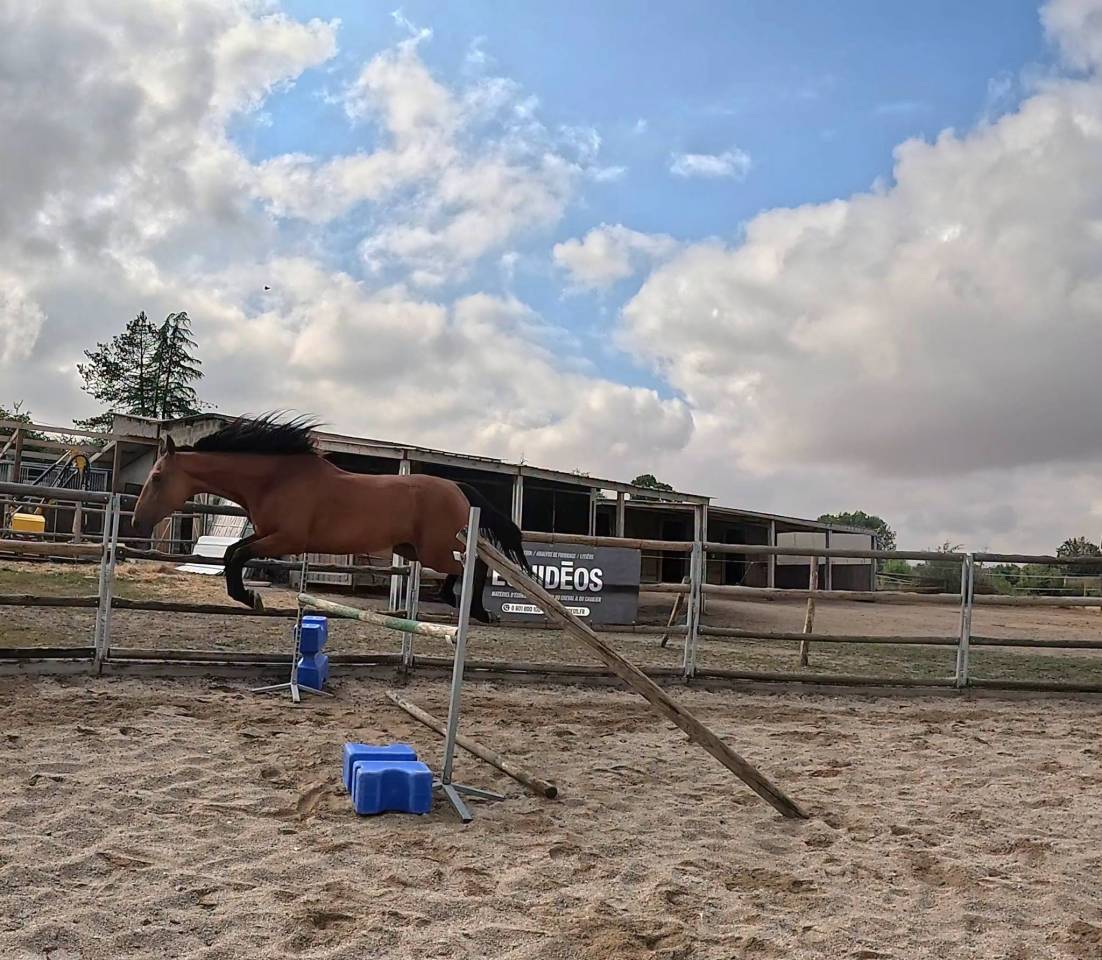 Gelding French Trotter For sale 2022 Bay